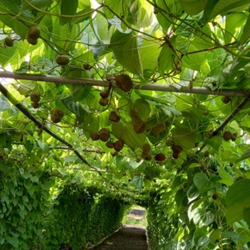 청정 진안 고원 마이산 열매마 상급 5kg